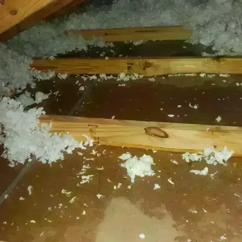 Attic Water Damage in Highlands Ranch, CO