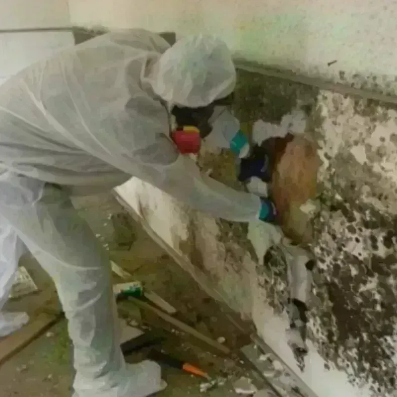 Mold Remediation and Removal in Highlands Ranch, CO